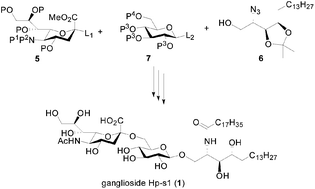 Graphical abstract: Synthesis of ganglioside Hp-s1