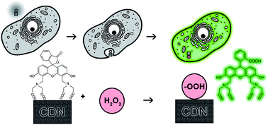 Graphical abstract: Direct monitoring of the interaction between ROS and cerium dioxide nanoparticles in living cells