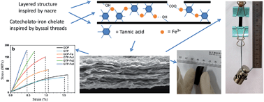 Graphical abstract: Byssal threads inspired ionic cross-linked narce-like graphene oxide paper with superior mechanical strength