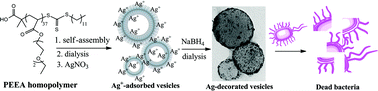 Graphical abstract: Decoration of homopolymer vesicles by antibacterial ultrafine silver nanoparticles