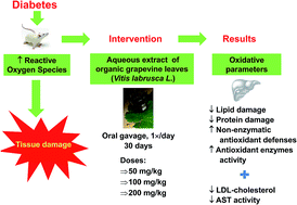 Graphical abstract: Antioxidant and hepatoprotective effects of an organic grapevine leaf (Vitis labrusca L.) extract in diabetic rats