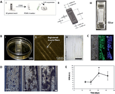 Graphical abstract: Self-assembled insect muscle bioactuators with long term function under a range of environmental conditions