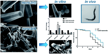 Graphical abstract: Zinc oxide microrods and nanorods: different antibacterial activity and their mode of action against Gram-positive bacteria