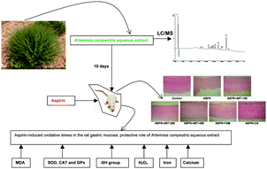 Graphical abstract: Protective effect of Artemisia campestris extract against aspirin-induced gastric lesions and oxidative stress in rat