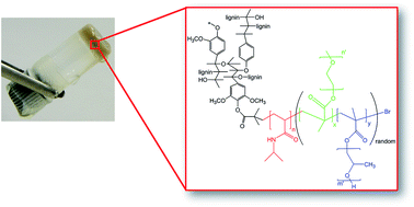 Graphical abstract: Biomass-based thermogelling copolymers consisting of lignin and grafted poly(N-isopropylacrylamide), poly(ethylene glycol), and poly(propylene glycol)