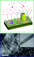 Graphical abstract: Facile and controllable synthesis of carbon-encapsulating carbonate apatite nanowires from biomass containing calcium compounds such as CaC2O4 and CaCO3