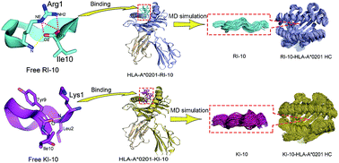 Graphical abstract: Differential structural dynamics and antigenicity of two similar influenza H5N1 virus HA-specific HLA-A*0201-restricted CLT epitopes