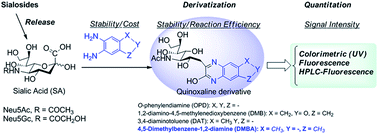 Graphical abstract: Systematic investigation of quinoxaline derivatization of sialic acids and their quantitation applicability using high performance liquid chromatography