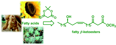 Graphical abstract: Synthesis of β-ketoesters from renewable resources and Meldrum's acid