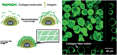 Graphical abstract: The construction of cell-density controlled three-dimensional tissues by coating micrometer-sized collagen fiber matrices on single cell surfaces