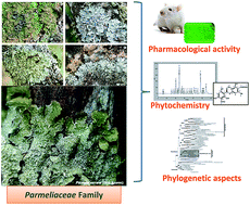 Graphical abstract: Parmeliaceae family: phytochemistry, pharmacological potential and phylogenetic features