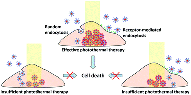Graphical abstract: Nanomaterial-mediated photothermal cancer treatment: the pivotal role of cellular uptake on photothermal therapeutic efficacy