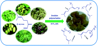 Graphical abstract: Synthesis, characterization and properties of a bio-based elastomer: polymyrcene