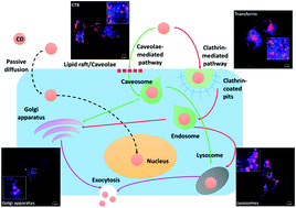 Graphical abstract: Elucidating the endocytosis, intracellular trafficking, and exocytosis of carbon dots in neural cells