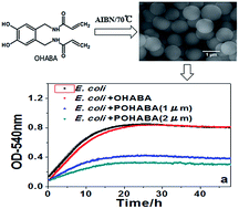 Graphical abstract: Size controllable synthesis and antimicrobial activity of poly-N,N′-[(4,5-dihydroxy-1,2-phenylene)bis(methylene)]bisacrylamide microspheres