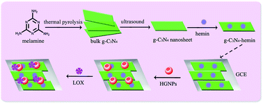 Graphical abstract: An electrogenerated chemiluminescent biosensor based on a g-C3N4–hemin nanocomposite and hollow gold nanoparticles for the detection of lactate