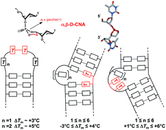 Graphical abstract: Stabilization of hairpins and bulged secondary structures of nucleic acids by single incorporation of α,β-D-CNA featuring a gauche(+) alpha torsional angle
