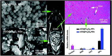 Graphical abstract: Safety evaluation of graphene oxide-based magnetic nanocomposites as MRI contrast agents and drug delivery vehicles