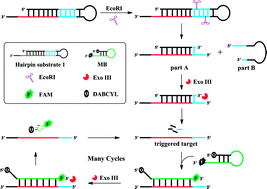 Graphical abstract: A facile fluorescence method for endonuclease detection using exonuclease III-aided signal amplification of a molecular beacon