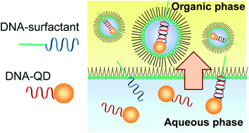 Graphical abstract: DNA-mediated phase transfer of DNA-functionalized quantum dots using reverse micelles