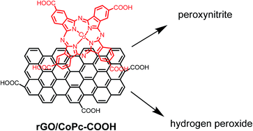 Graphical abstract: Cobalt phthalocyanine tetracarboxylic acid modified reduced graphene oxide: a sensitive matrix for the electrocatalytic detection of peroxynitrite and hydrogen peroxide