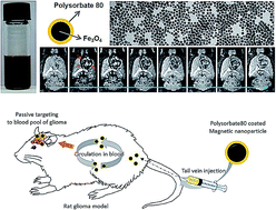 Graphical abstract: T2- and T*2-weighted MRI of rat glioma using polysorbate-coated magnetic nanocrystals as a blood-pool contrast agent