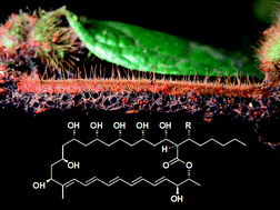 Graphical abstract: Filipins: the first antifungal “weed killers” identified from bacteria isolated from the trap-ant