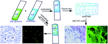 Graphical abstract: Silk/chitosan biohybrid hydrogels and scaffolds via green technology