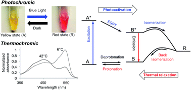 Graphical abstract: A photochromic and thermochromic fluorescent protein