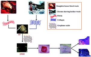 Graphical abstract: Graphene oxide incorporated collagen–fibrin biofilm as a wound dressing material