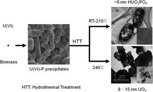Graphical abstract: Hydrothermal growth of large-size UO2 nanoparticles mediated by biomass and environmental implications