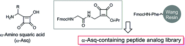 Graphical abstract: Solid phase synthesis of α-amino squaric acid-containing peptides