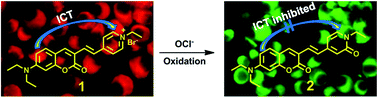 Graphical abstract: A ratiometric fluorescent probe for highly selective and sensitive detection of hypochlorite based on the oxidation of N-alkylpyridinium