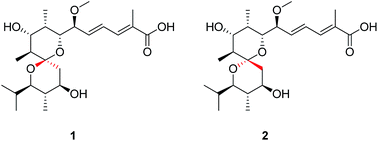 Graphical abstract: Streptospirodienoic acids A and B, 6,6-spiroketal polyketides from Streptomyces sp.