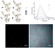 Graphical abstract: Synthesis, crystal structures, and spectral properties of double N-alkylated dimethine cyanine dyes and their interactions with biomolecules and living cells