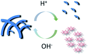 Graphical abstract: pH responding reversible supramolecular self-assembly of water-soluble amino-imidazole-armed perylene diimide dye for biological applications