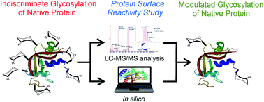 Graphical abstract: Chemoenzymatic synthesis of neoglycoproteins driven by the assessment of protein surface reactivity