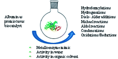 Graphical abstract: Albumin as a promiscuous biocatalyst in organic synthesis