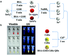 Graphical abstract: Rapid synthesis of NADPH responsive CdSe quantum dots from selenium nanoparticles