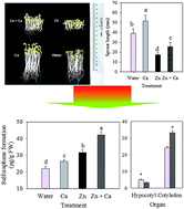 Graphical abstract: Calcium mitigates the stress caused by ZnSO4 as a sulphur fertilizer and enhances the sulforaphane formation of broccoli sprouts
