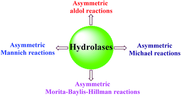 Graphical abstract: Hydrolase-catalyzed asymmetric carbon–carbon bond formation in organic synthesis