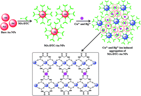 Graphical abstract: Malonamide dithiocarbamate functionalized gold nanoparticles for colorimetric sensing of Cu2+ and Hg2+ ions