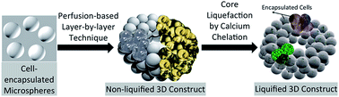 Graphical abstract: Compartmentalized bioencapsulated liquefied 3D macro-construct by perfusion-based layer-by-layer technique