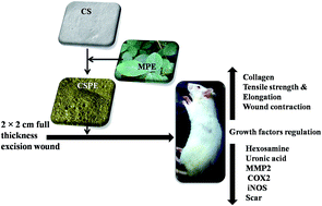 Graphical abstract: Effect of collagen sponge incorporating Macrotyloma uniflorum extract on full-thickness wound healing by down-regulation of matrix metalloproteinases and inflammatory markers