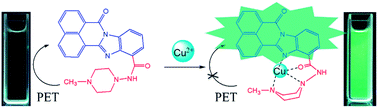 Graphical abstract: Novel fluorescent sensors based on benzimidazo[2,1-a]benz[de]isoquinoline-7-one-12-carboxylic acid for Cu2+