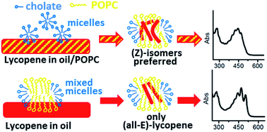 Graphical abstract: Lipid/detergent mixed micelles as a tool for transferring antioxidant power from hydrophobic natural extracts into bio-deliverable liposome carriers: the case of lycopene rich oleoresins