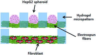 Graphical abstract: A three-dimensional co-culture of HepG2 spheroids and fibroblasts using double-layered fibrous scaffolds incorporated with hydrogel micropatterns