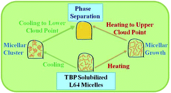 Graphical abstract: TBP induced double cloud point in aqueous EO13PO30EO13 solutions: investigating the evolution of associated micellar characteristics as a function of temperature