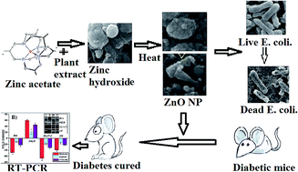 Graphical abstract: Green synthesis of zinc oxide nanoparticles using Hibiscus subdariffa leaf extract: effect of temperature on synthesis, anti-bacterial activity and anti-diabetic activity