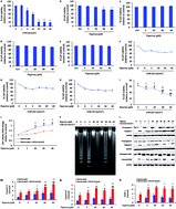 Graphical abstract: Piperine promotes ultraviolet (UV)-B-induced cell death in B16F10 mouse melanoma cells through modulation of major regulators of cell survival